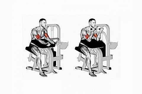 Biceps Presses On Machine