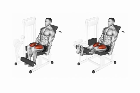 Quads Knee Extension Machine