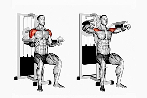 Reverse Biceps