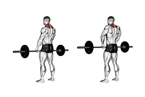 Shrugs Training