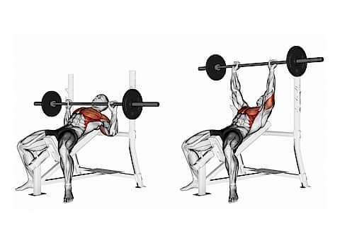 Traditional Bench Press